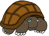 ParanoidTurtle.gif