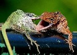 Thumb for lizardbattle.jpg (66 
KB)