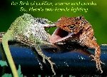 Thumb for lizardbattlememe.jpg (75 
KB)
