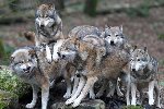 Thumb for wolves-galleryhipDOTcom.jpg (260 
KB)