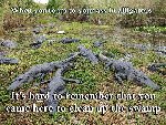 Thumb for When you�re up to your ass in alligators (245 
KB)