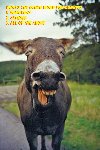 Thumb for DonkeyMEME.jpg (72 
KB)
