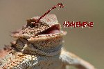 Thumb for lizard.jpg (68 
KB)