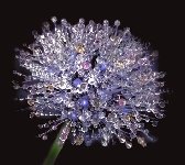 Thumb 
for ATT18.jpg (52 KB)